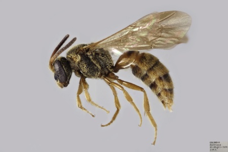 [Ptilocleptis male (lateral/side view) thumbnail]